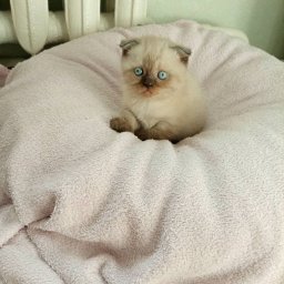 Дмитрий Мельничук