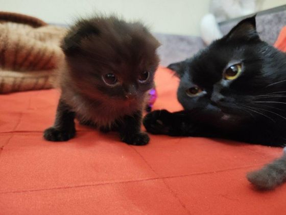 Котята торг уместен