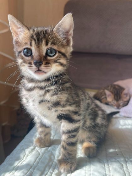 Продается бенгальский котенок мальчик. Недорого