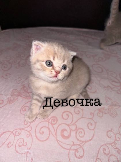 Шотландские котята в поиске любящих хозяев