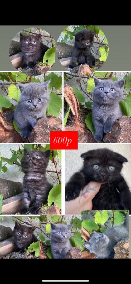 Продаются котята породистые !
