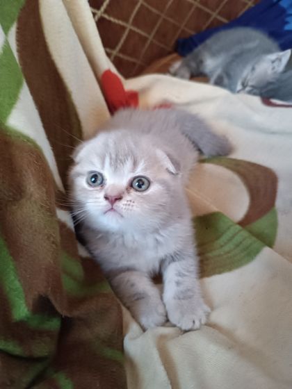 Шотландские котята