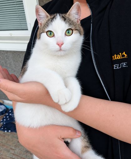 Отдадим котика и кошечку