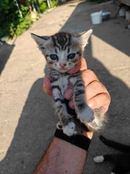 Коты в добрые руки