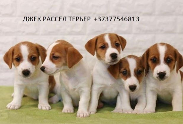 Щенок Джек Рассел терьер