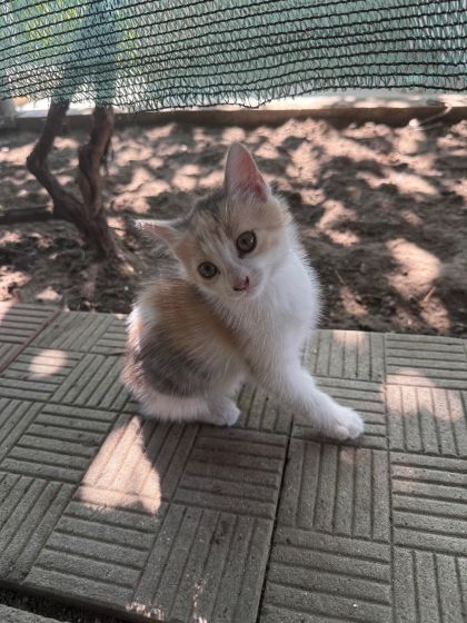 Отдам милых котят в хорошие руки!!!