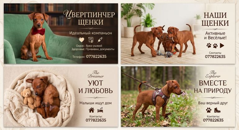 Продаются щенки