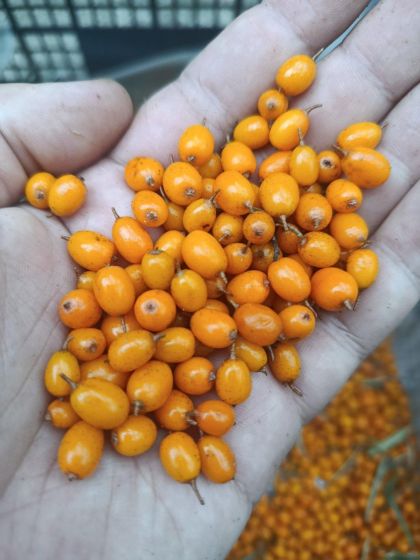 Продам облепиха