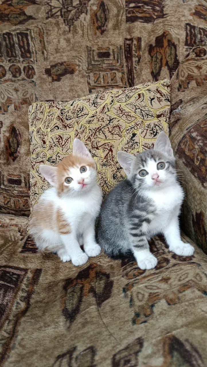 Котята — 1/1