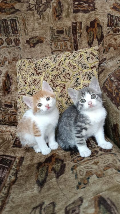 Котята