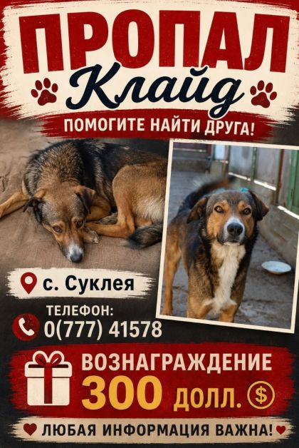 Пропала пес зовут Клайд