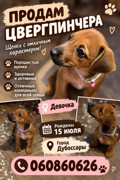 Продается Цвергпинчер