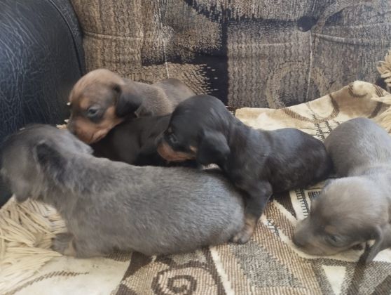 Продам чисто кровные шинки таксы.