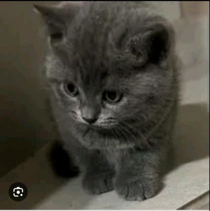 Шотландский котенок