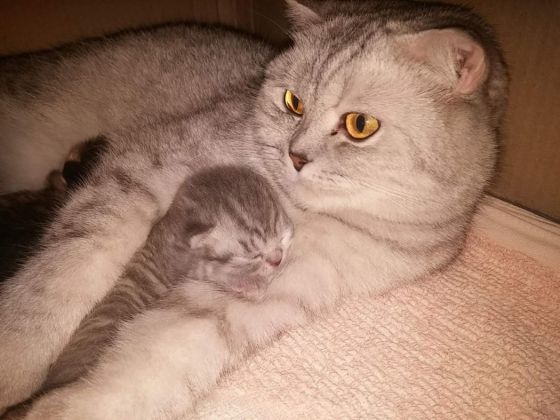Шотландская кошечка ищет семью