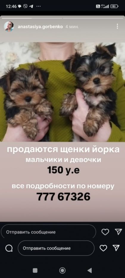 Щенки Йорка